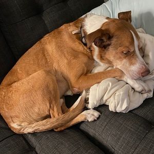 Meet your Posher, Aliyah